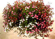 Trowell hanging basket